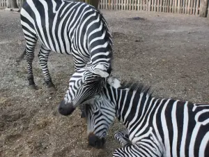 Zoopark Doksy