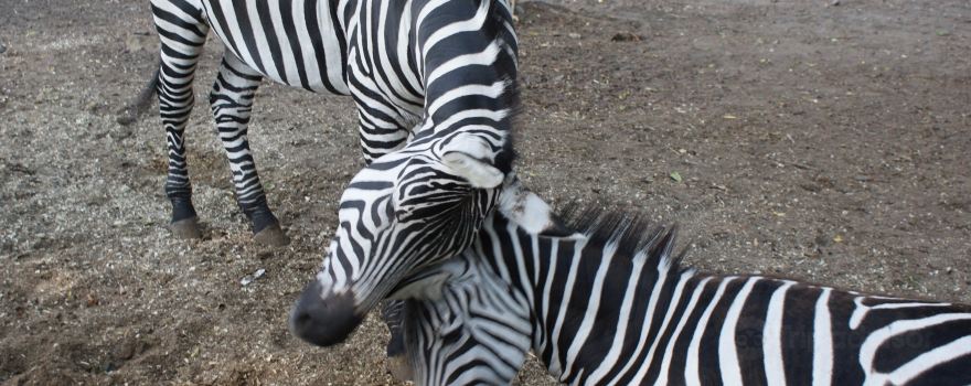 Zoopark Doksy