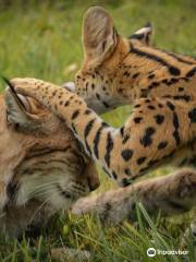 Hawk Creek Wildlife Center