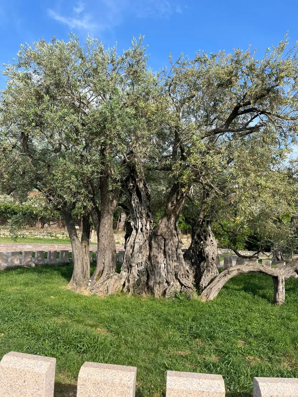 Hotels near Old Olive Tree