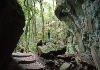 Ruakuri Walk