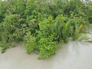 The Sundarbans (Bangladesh)