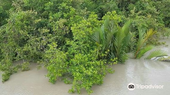 The Sundarbans (Bangladesh)