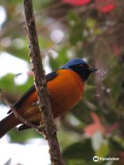 Nasua Tours Monteverde