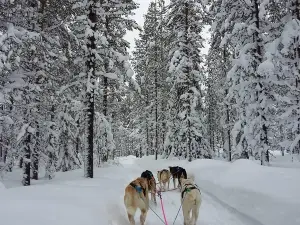 Levi Huskypark