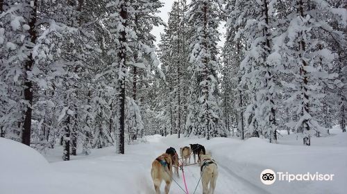 Levi Huskypark