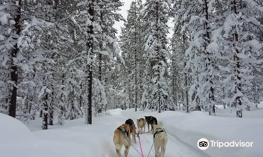 Levi Huskypark