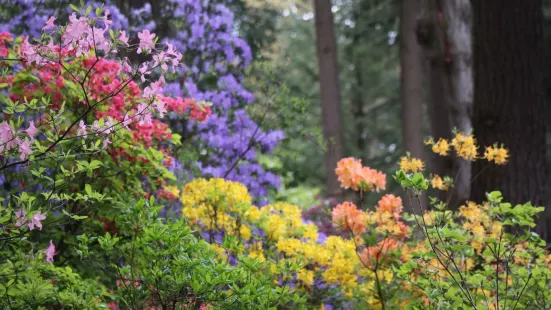 Rhododendron Species Botanical Garden