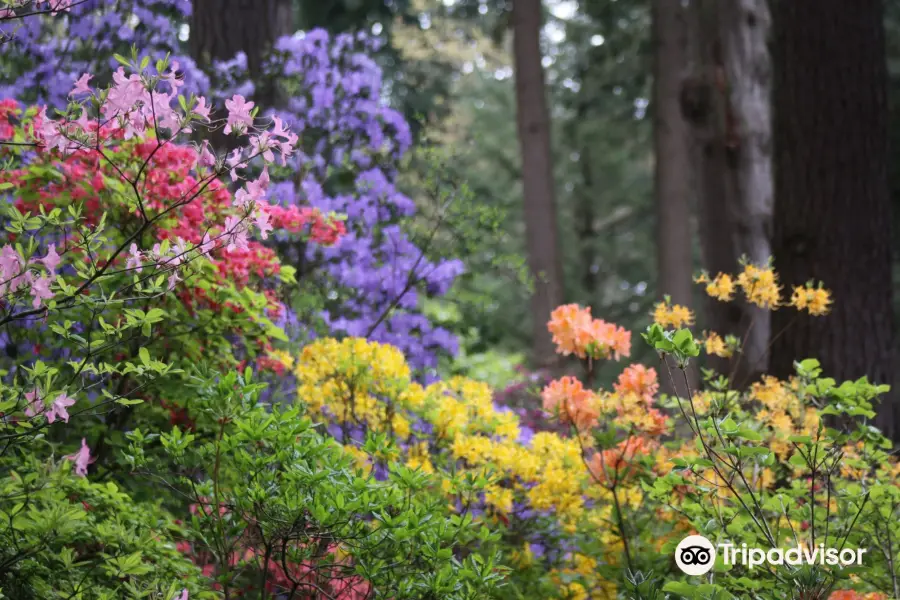 Rhododendron Species Botanical Garden