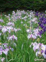 Yokosuka Iris Garden