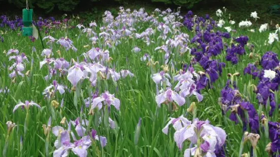 Yokosuka Iris Garden