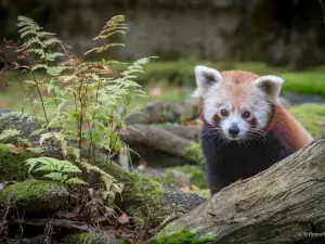 艾赫泰裡動物園