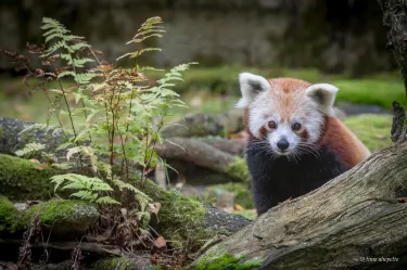 Ähtäri Zoo