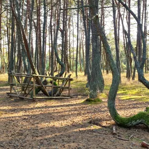 Танцующий лес