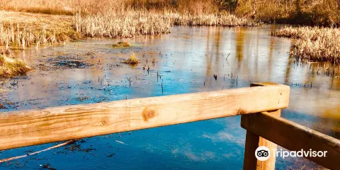 Coed Bach Park