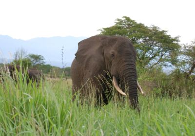 Queen Elizabeth National Park