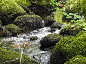 Becky Falls Ancient Woodland Park