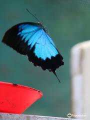 Daintree Entomological Museum