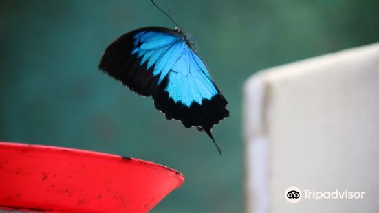 Daintree Entomological Museum