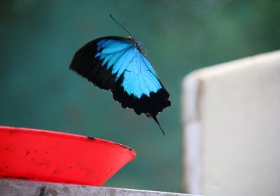 Daintree Entomological Museum