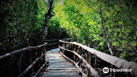 Mangrove Boardwalk Mida Creek