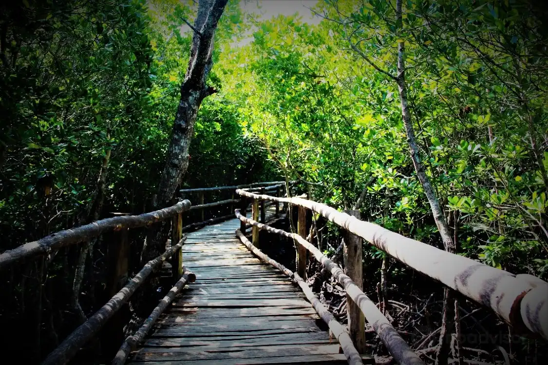 Hotels near Mangrove Boardwalk Mida Creek