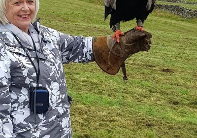 Coniston Falcon Centre