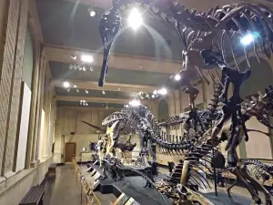 Dinosaur Discovery Museum