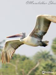 Vedanthangal Bird Sanctuary