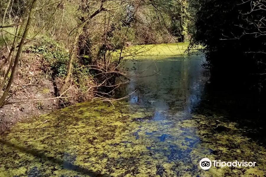 Corton Woods Nature Reserve