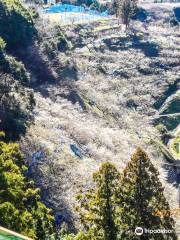 Kishu Tanabe Plum Trees