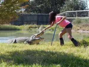 Crocodile Encounter