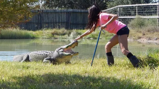 Crocodile Encounter