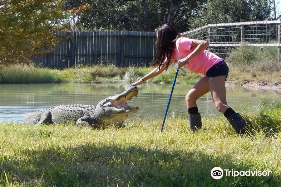 Crocodile Encounter