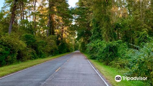 Dismal Swamp Canal Trail