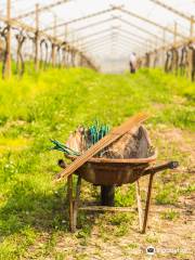 Azienda Agricola Valentina Cubi