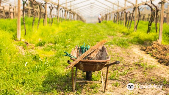 Azienda Agricola Valentina Cubi