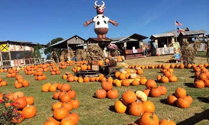 Отели рядом с достопримечательностью «Yesterland Farm»