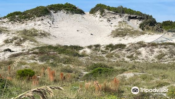 Nana Dune - Tallest in Florida