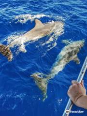 Dolphin tours Istria