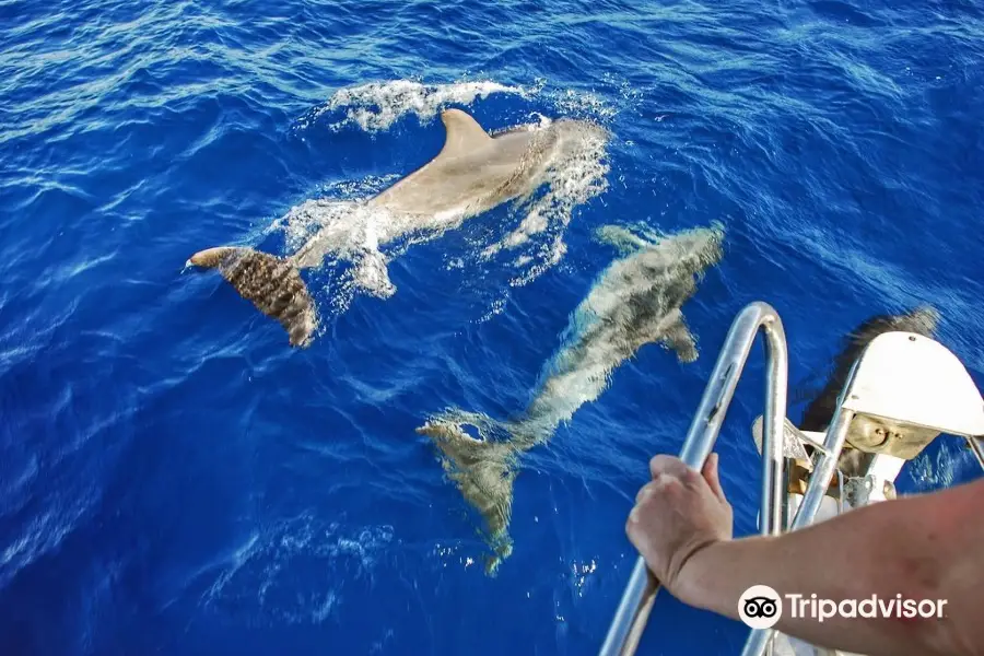 Dolphin tours Istria