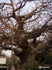 Parijaat Tree