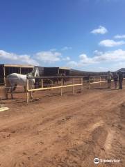 Horses Lanzarote