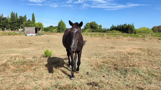 The Farm Big Ears