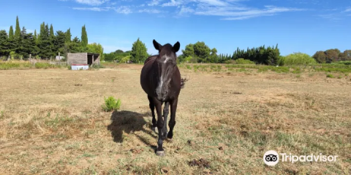 La Ferme aux Grandes Oreilles