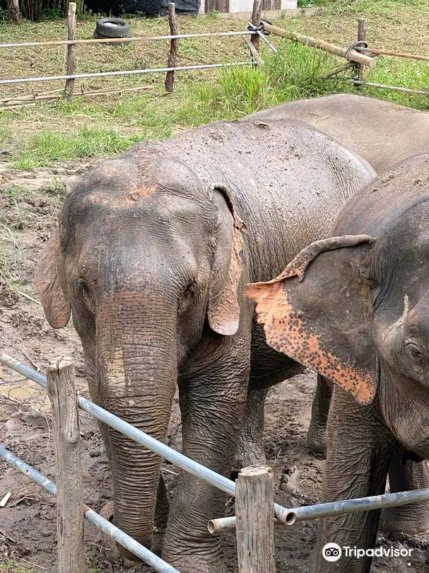 5_JohnnyBoy Elephant Care