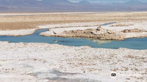 Laguna Chaxa