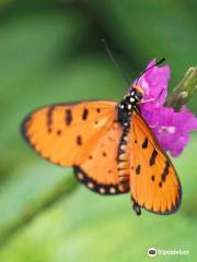 Sammilan Shetty's Butterfly Park