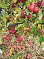 Spring Valley Orchard