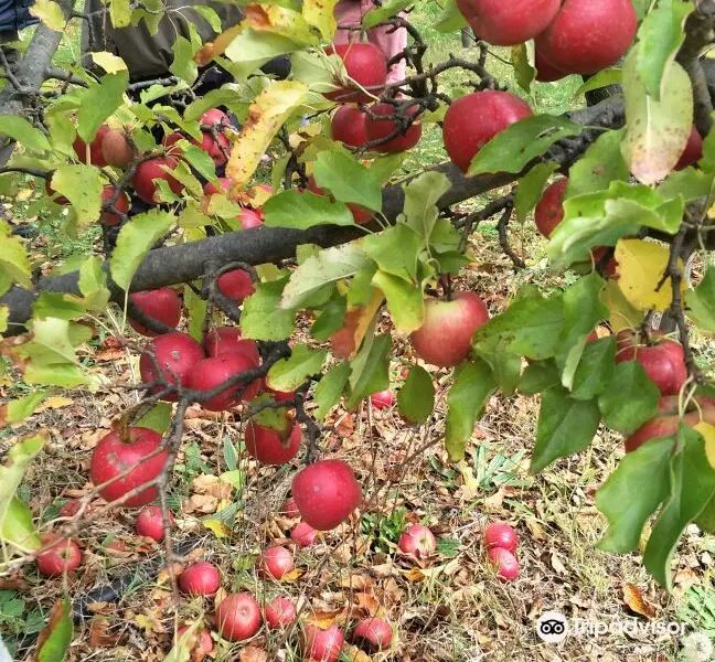 Spring Valley Orchard